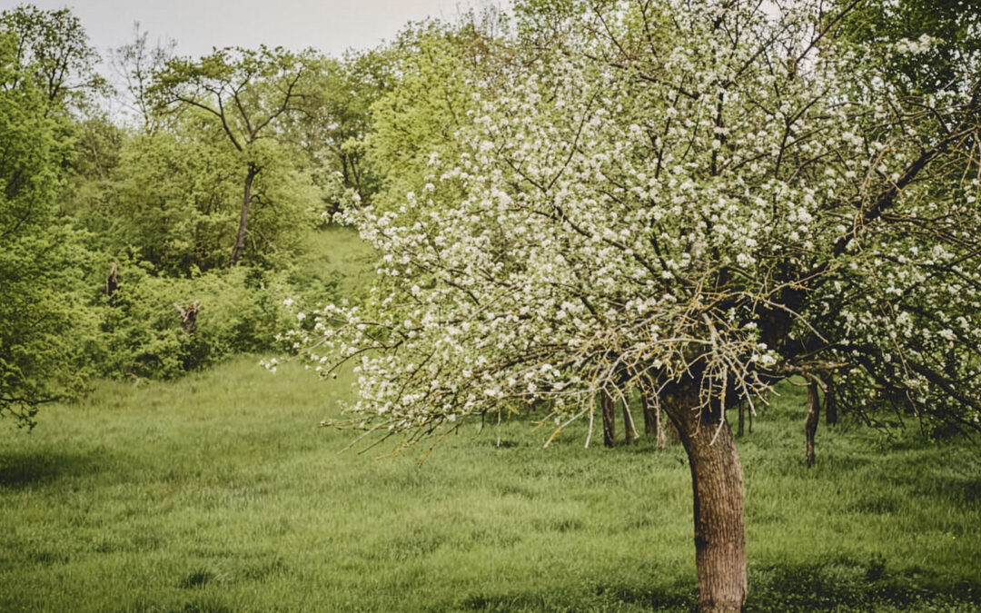 Cider vom Trinkenden Zobel