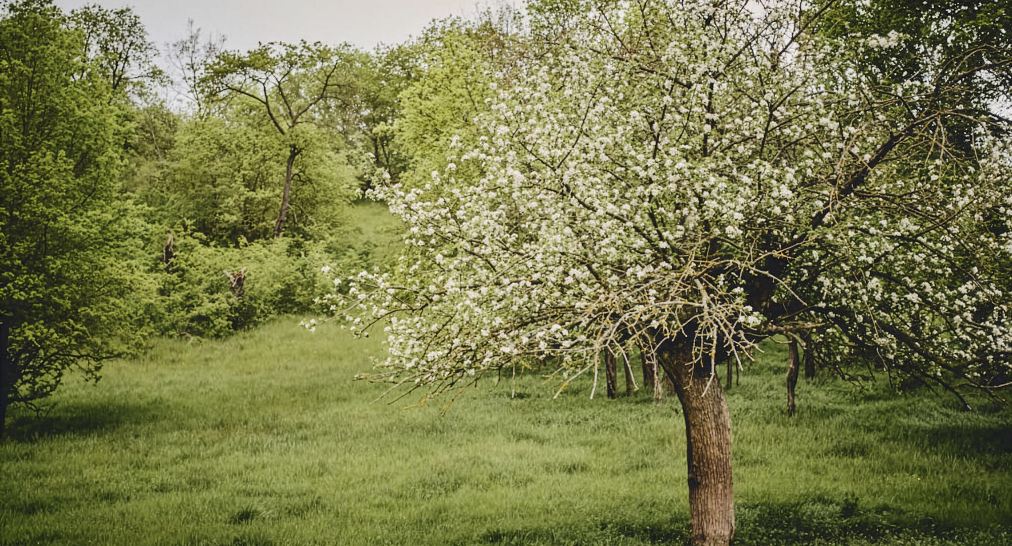 Trinkender Zobel Apfelwein - Cider